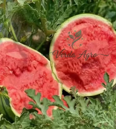 Beast Seedless