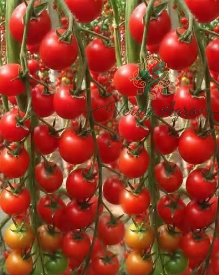 Berry Drop