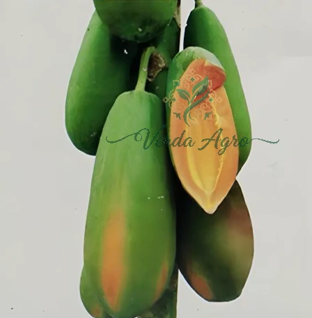 CC059