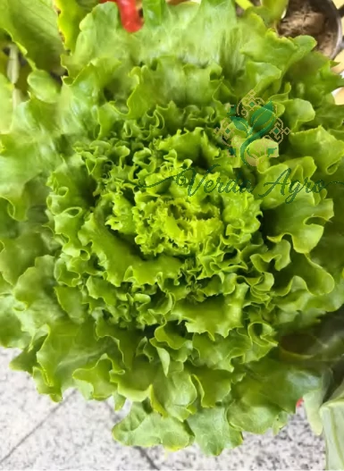 Green Moon 2