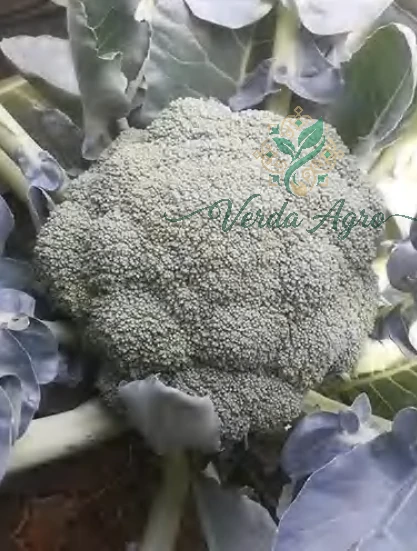 Emerald Bloom 2