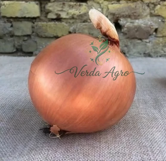 Golden Melon