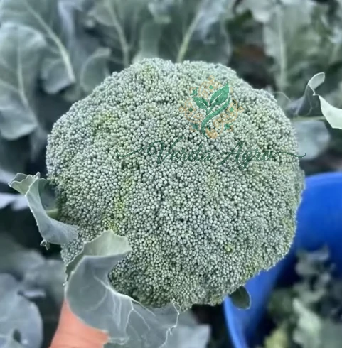 Snowball 70 B