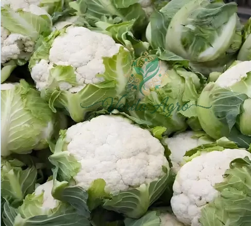 Snowball 80 C