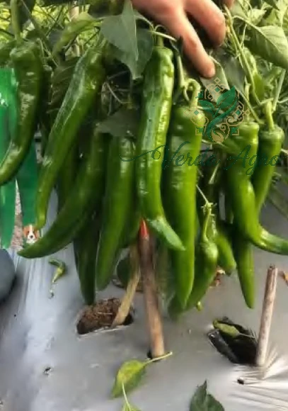 Spicy Titan