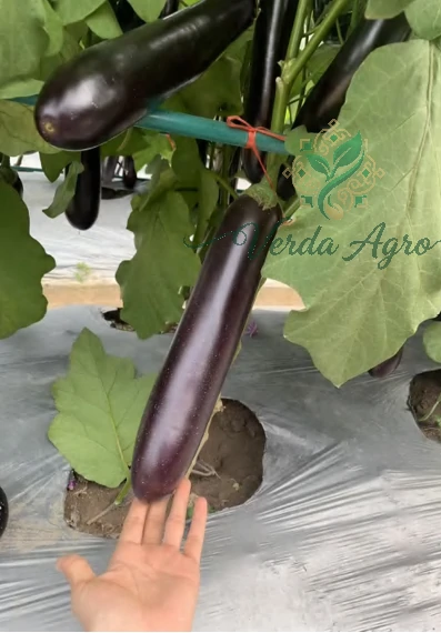 Kurit Pumpkin