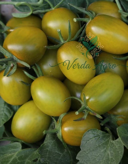 Wollo-2