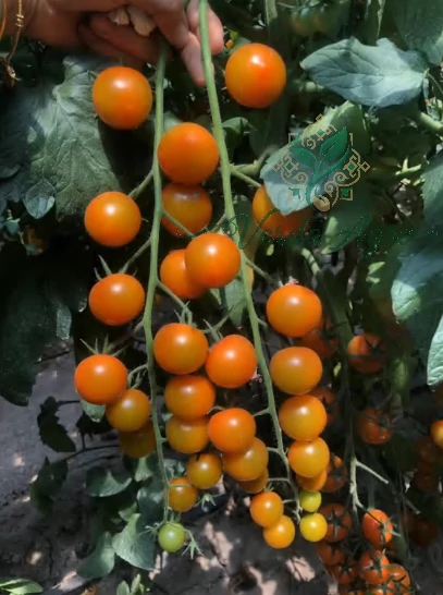Orangero