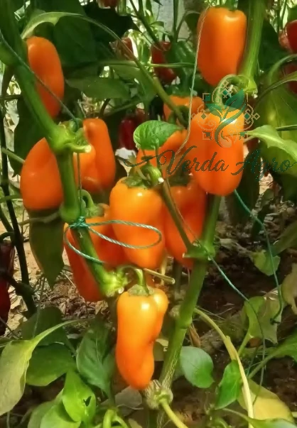 Orange Child