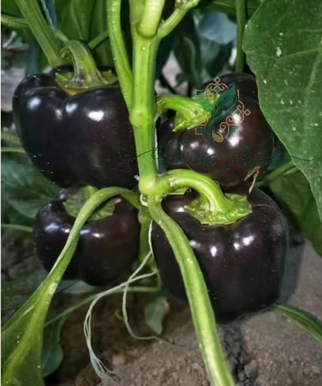 Dia Purple