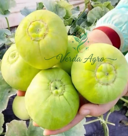 Sky Melon