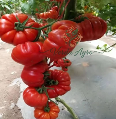 Bee Red