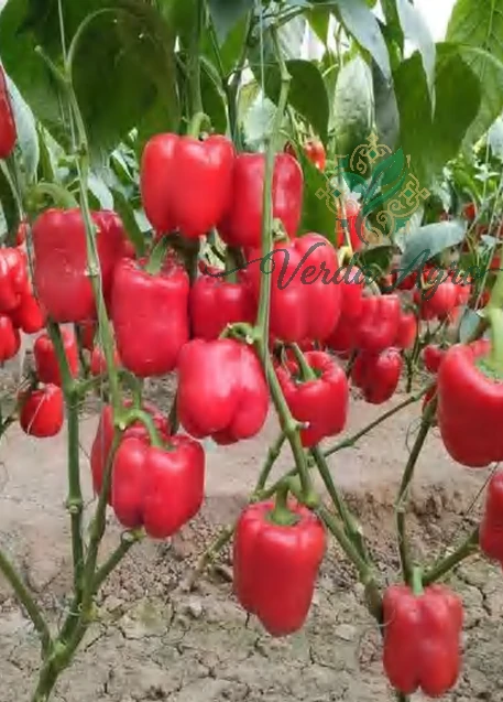 Scarlet Flame