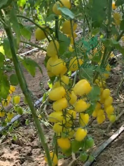 Yellowwy-2