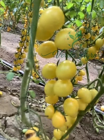 Yellowwy-1