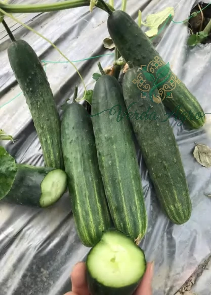Green Giant 5