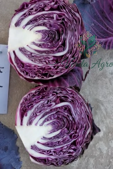 Purple King