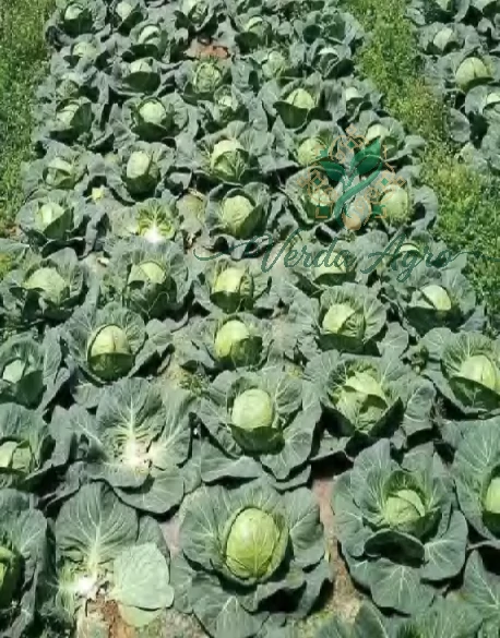 Green King