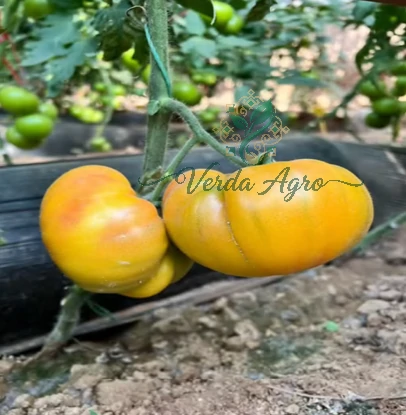 Bee Yellow