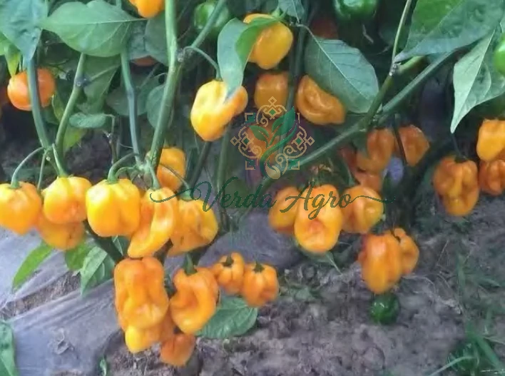 Yelhot